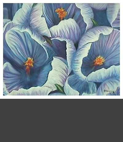 Crocus Flower